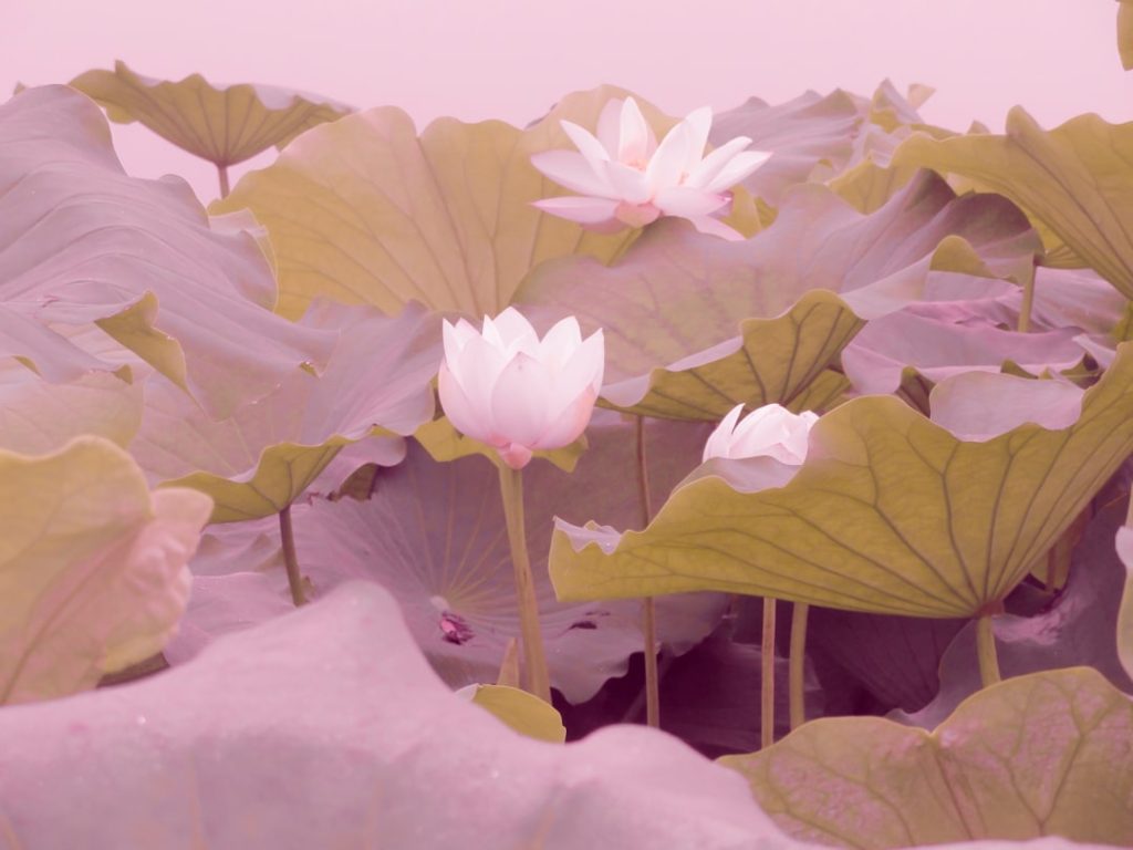 Photo Lotus flower